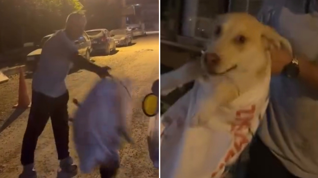 Çuvala konulan köpeği sokaktan geçen kadın kurtardı