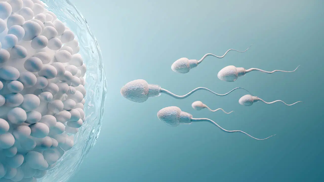 Sperm kalitesini artıran ‘altın’ gıdalar: Somon, bitter çikolata ve yumurta hücreleri koruyor